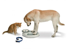 Como identificar e prevenir a obesidade canina