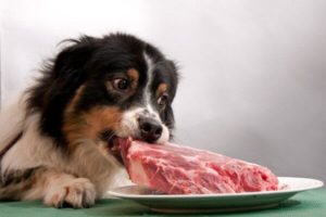 Alimentação Natural para Cães (e gatos). Dieta Paleo e Primal para Pets